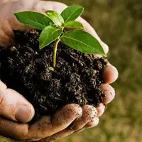 Fa-ti datoria de om, planteaza un copac