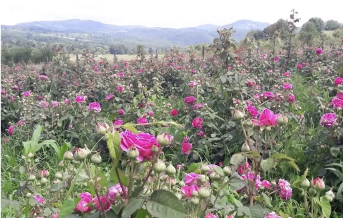 Secretul unei Grădini Plină de Culoare: Combină Butașii de Trandafiri cu Alte Flori Spectaculoase