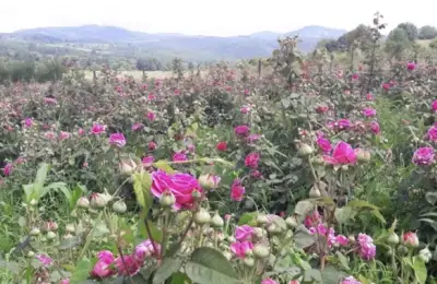 Secretul unei Grădini Plină de Culoare: Combină Butașii de Trandafiri cu Alte Flori Spectaculoase