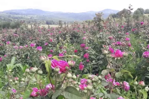 Secretul unei Grădini Plină de Culoare: Combină Butașii de Trandafiri cu Alte Flori Spectaculoase