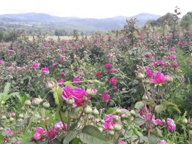 Secretul unei Grădini Plină de Culoare: Combină Butașii de Trandafiri cu Alte Flori Spectaculoase