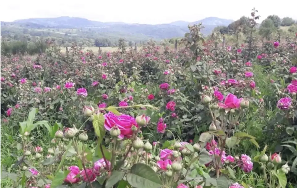 The Secret of a Colorful Garden: Combining Rose Cuttings with Other Spectacular Flowers