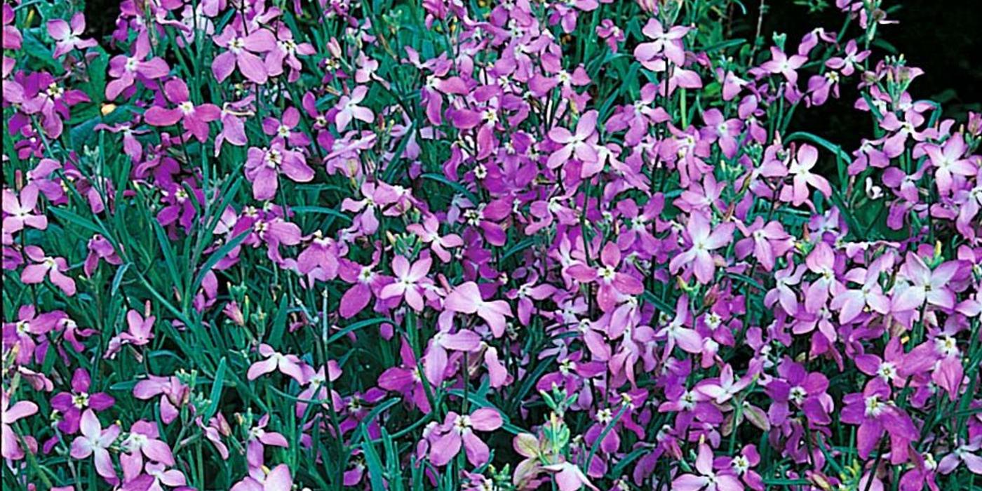 Matthiola longipetala, flori cu parfum ȋmbătător