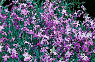 Matthiola longipetala, flori cu parfum ȋmbătător