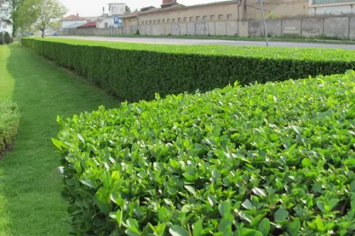Gardurile vii – idei de amenajare pentru curte