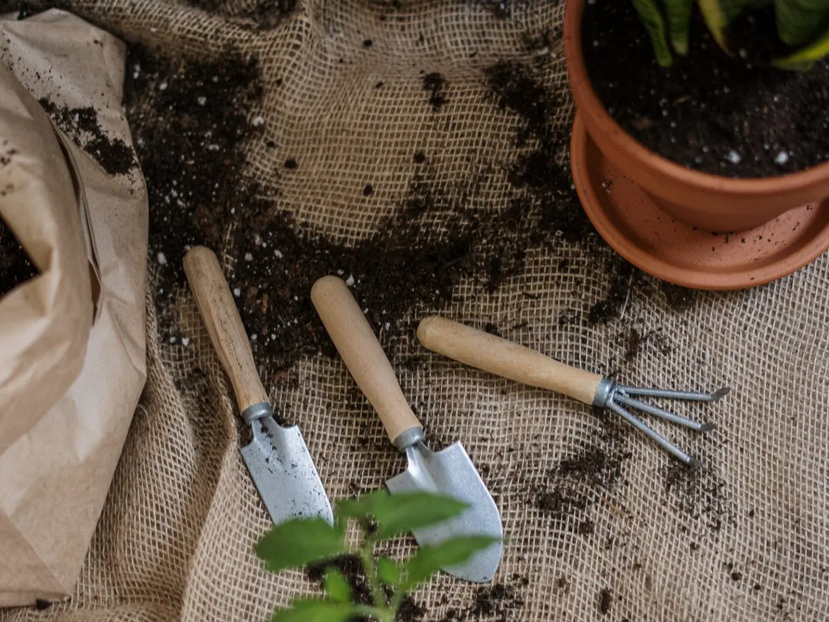 Cum sa muti o planta intr-un ghiveci nou