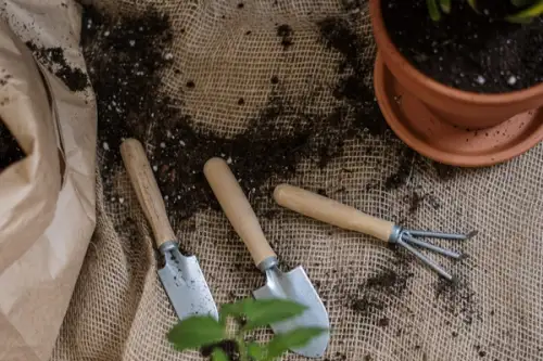 Cum sa muti o planta intr-un ghiveci nou