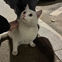 Albișorul din Berceni: motanul care a cucerit un cartier întreg cauta stăpân