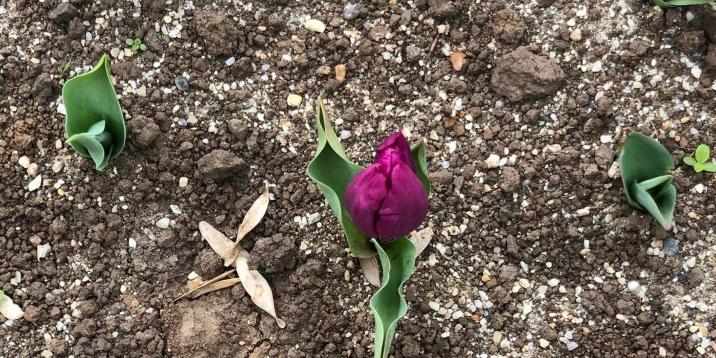 Primăvara e „magică” în Sectorul 6 al Capitalei, într-o zonă au înflorit lalele, în alta au dispărut