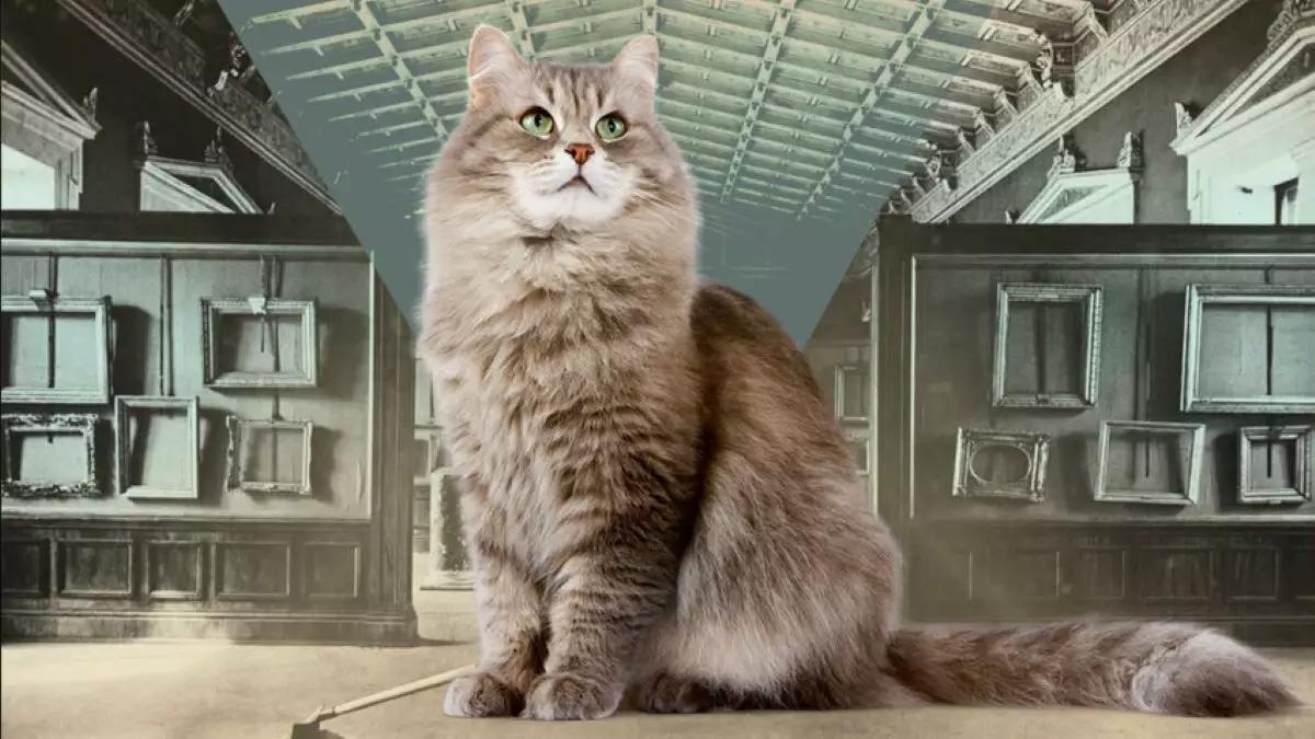 Coronavirus la pisici. Veterinarii le dau pastile pentru oameni