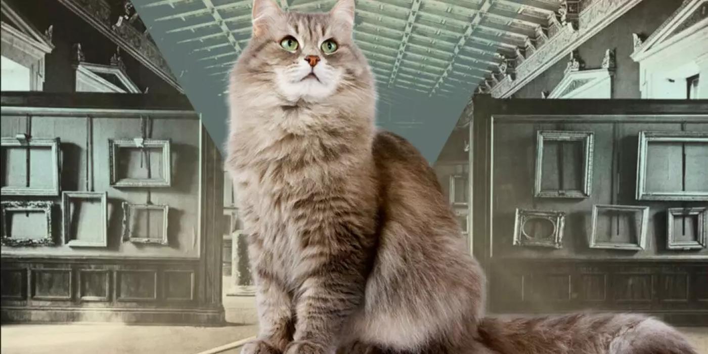 Coronavirus la pisici. Veterinarii le dau pastile pentru oameni