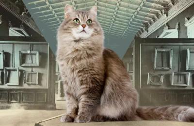 Coronavirus la pisici. Veterinarii le dau pastile pentru oameni