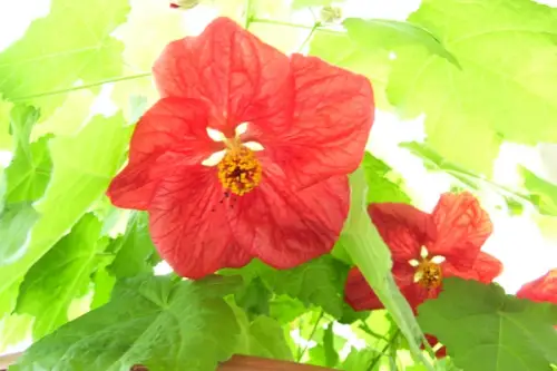 15 plante ideale pentru casa ta