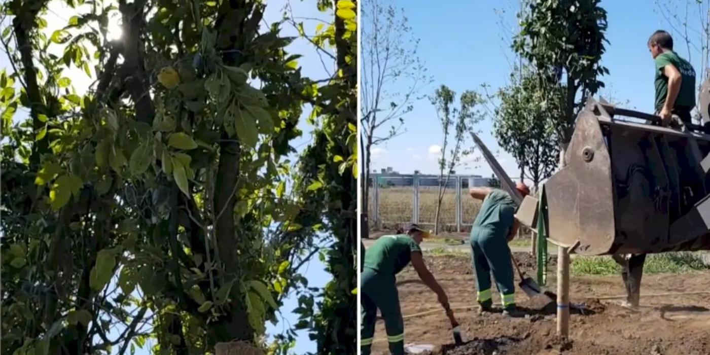 Peste 100 de cireși japonezi au fost plantați în Parcul Tudor Arghezi din București