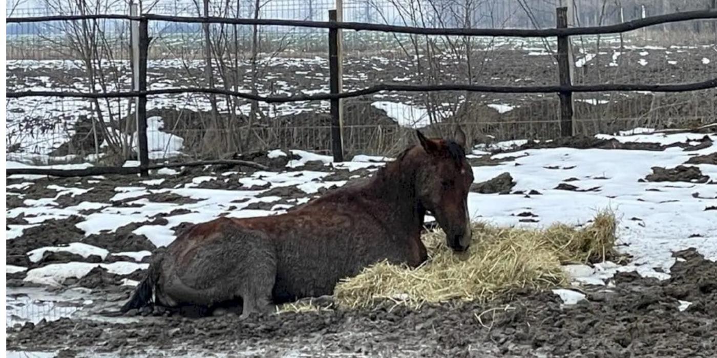 O femeie din Ilfov a lăsat să moară de foame zeci de cai și câini