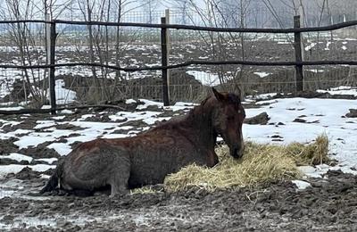 O femeie din Ilfov a lăsat să moară de foame zeci de cai și câini