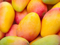 Educație prin gust: Elevii din Constanța vor primi mango la școală. Detaliile contractului și cine este gigantul care va livra fructele exotice