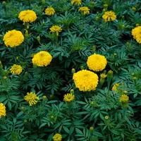 Creează-ți o grădină care înflorește tot anul: Plante rezistente la îngheț pentru fiecare sezon