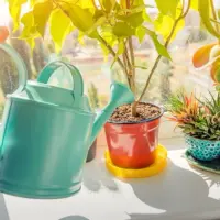 Apa oxigenată, aliatul plantelor de apartament și al grădinii tale