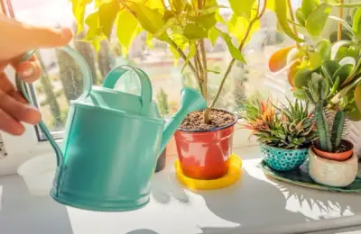 Hydrogen Peroxide: The Ally of Your Houseplants and Garden