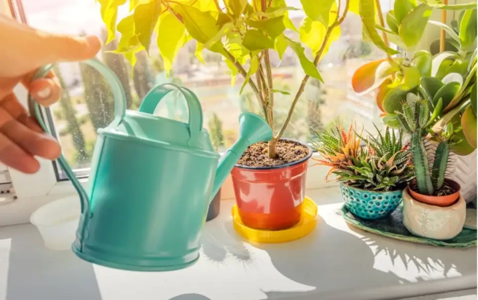 Hydrogen Peroxide: The Ally of Your Houseplants and Garden