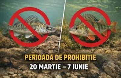DELTA DUNĂRII: De vineri, 20 martie, pescuitul la șalău și biban este strict interzis