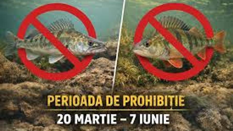 DELTA DUNĂRII: De vineri, 20 martie, pescuitul la șalău și biban este strict interzis