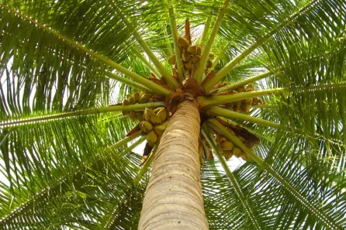 TUTORIAL: Cum se planteaza un cocotier? (VIDEO)