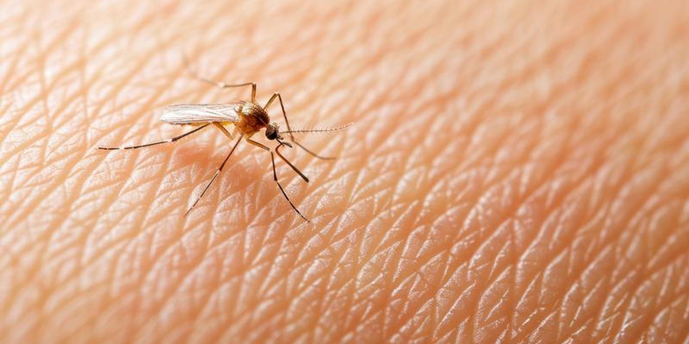 Țânțarii cu virusul West Nile au fost depistați în Capitală. Ce trebuie să facă persoanele înțepate