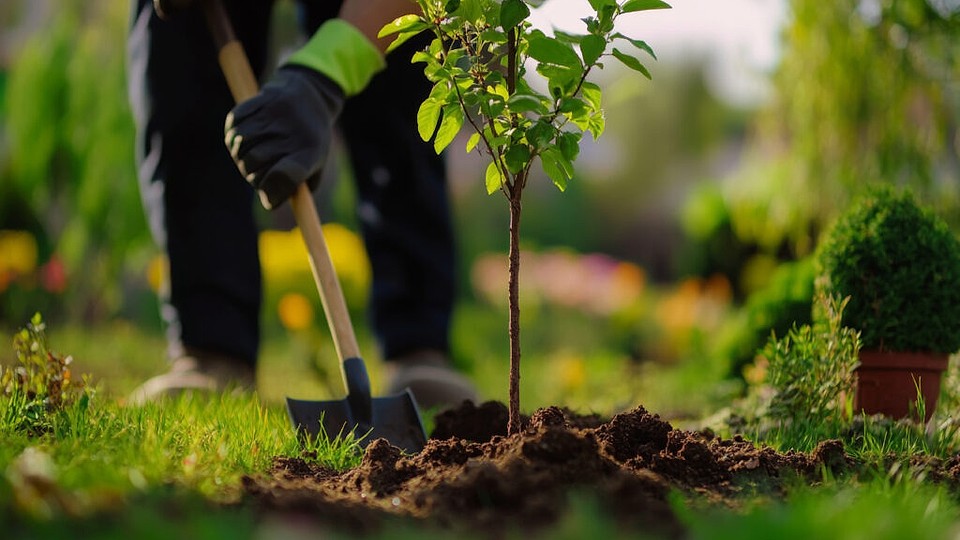 Ce pomi este recomandat să plantezi în curte pentru umbră, fructe și estetică