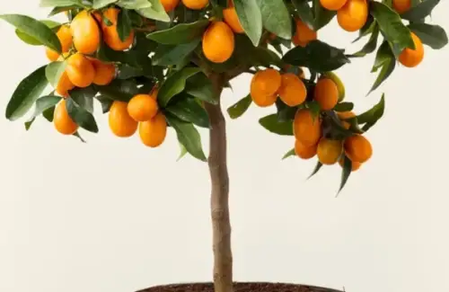 Plante fructifere pitice pentru balcon: ghid complet pentru o mini-livadă acasă