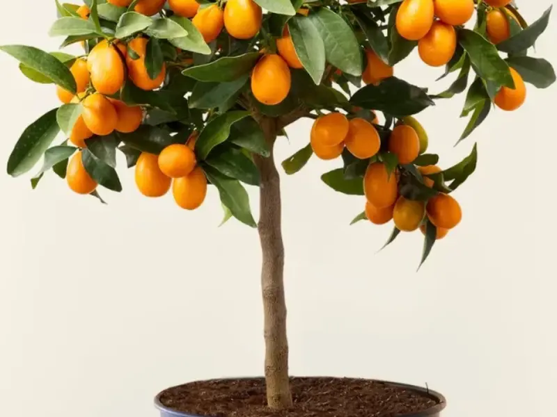 Plante fructifere pitice pentru balcon: ghid complet pentru o mini-livadă acasă