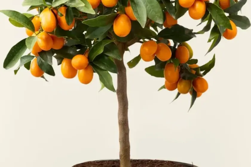 Plante fructifere pitice pentru balcon: ghid complet pentru o mini-livadă acasă