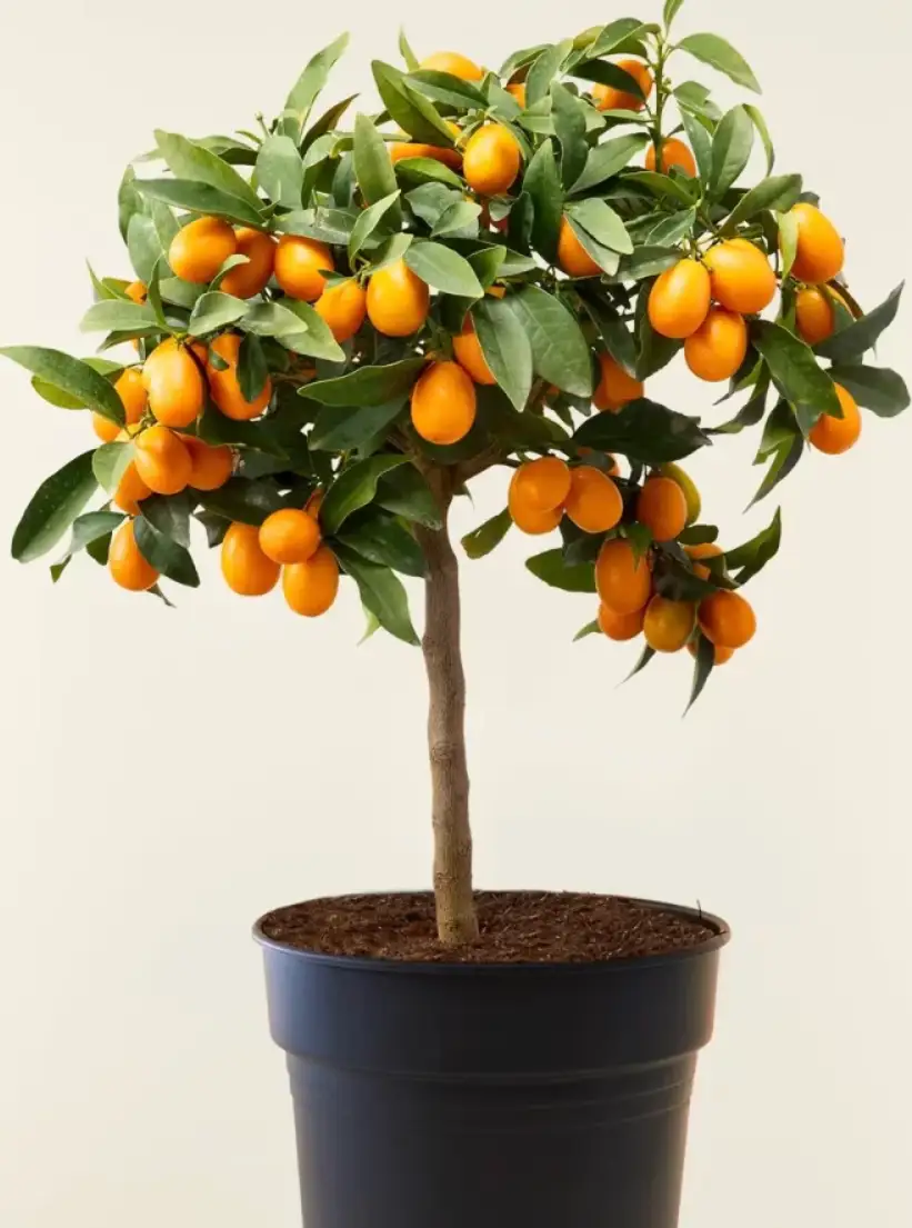 Dwarf Fruit Trees for Your Balcony: A Complete Guide to Creating a Mini Orchard at Home