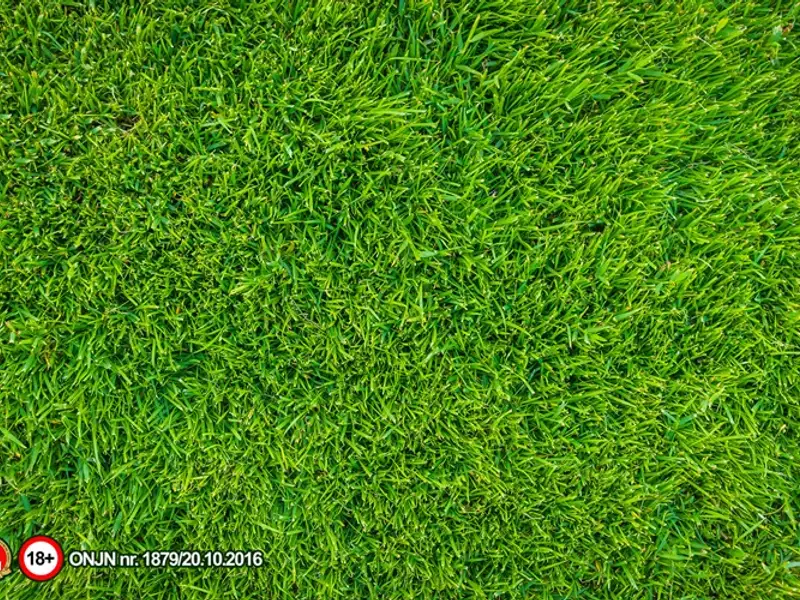 Ghidul complet pentru îngrijirea gazonului tău în sezonul cald