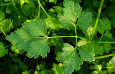 Planta banală care luminează tenul, limpezește ochii și face un păr strălucitor!