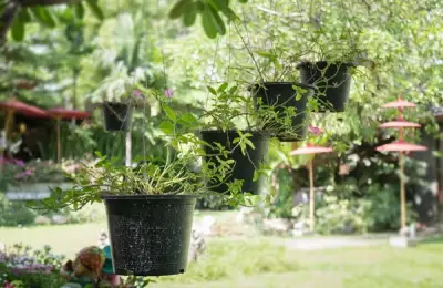 Choosing Outdoor Plants for More Oxygen in Your Yard