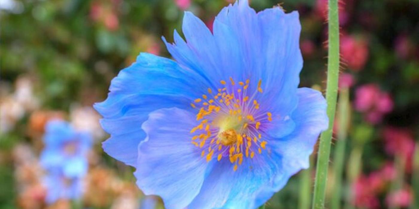 Macul de Himalaya, macul de culoarea cerului