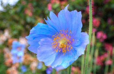 Macul de Himalaya, macul de culoarea cerului