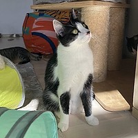 O blană, un tors și o șansă: întâlnește pisicuțele care așteaptă o casă