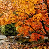 Cum trebuie ingrijita gradina toamna