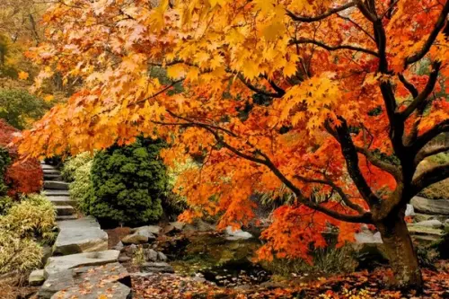 Cum trebuie ingrijita gradina toamna