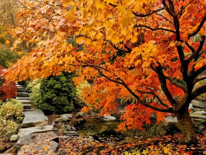 Cum trebuie ingrijita gradina toamna