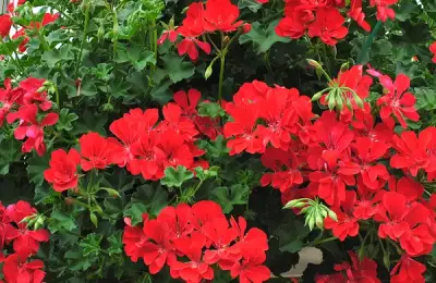 Ghid complet pentru îngrijirea mușcatelor: secretele pentru o înflorire spectaculoasă