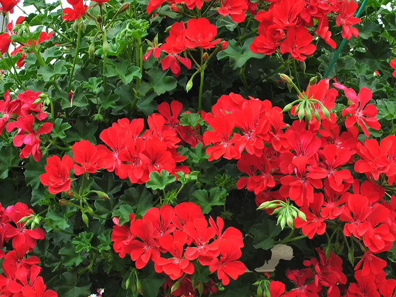 Ghid complet pentru îngrijirea mușcatelor: secretele pentru o înflorire spectaculoasă