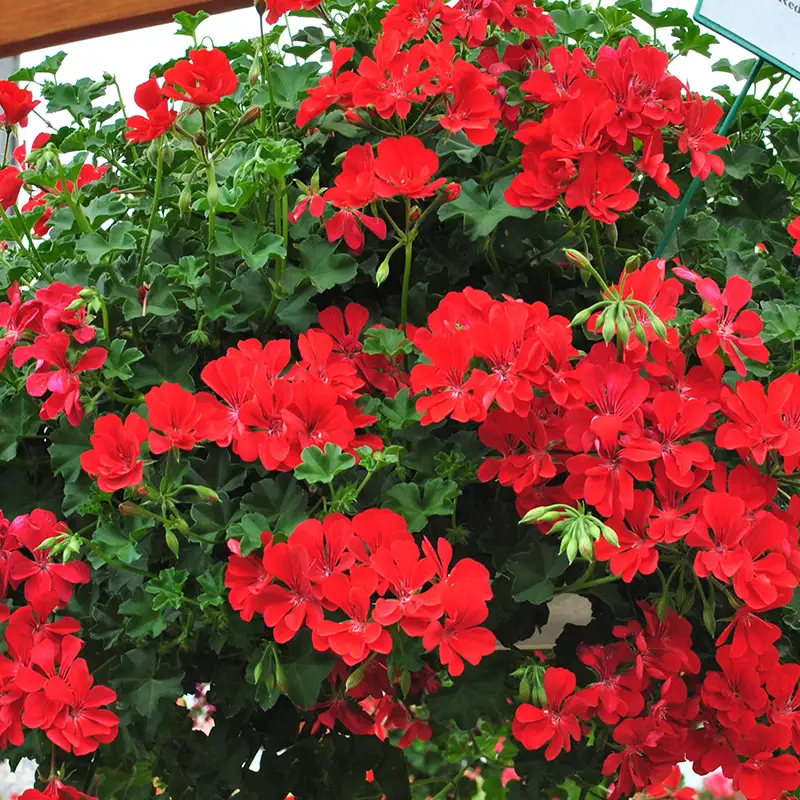 The Complete Guide to Musk Mallow Care: Secrets for Spectacular Blooms