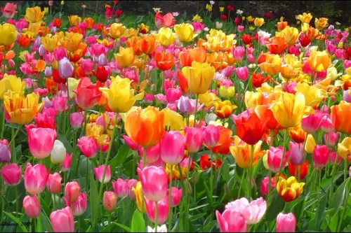 Cum se planteaza lalelele? (VIDEO)