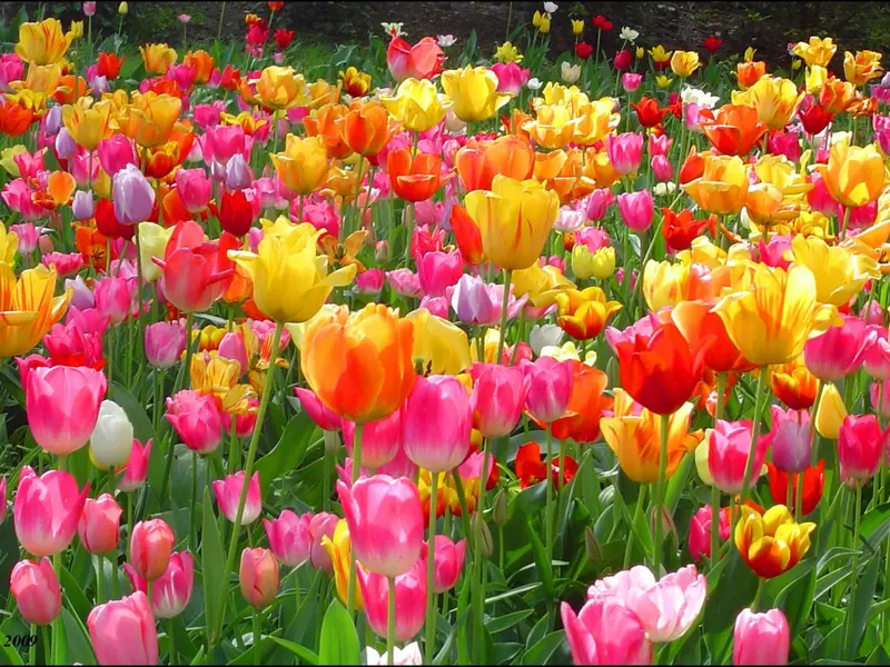 Cum se planteaza lalelele? (VIDEO)