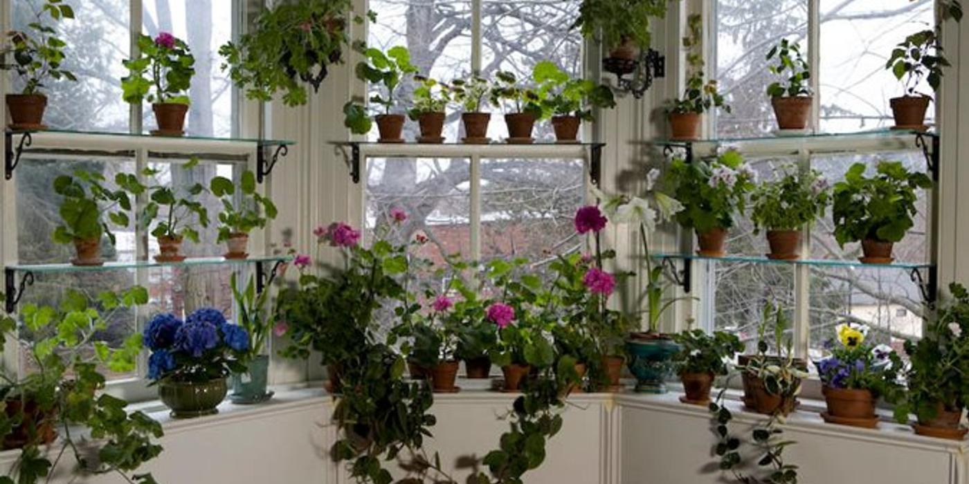 Grădina din fereastră