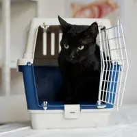 Ghid pentru alegerea litierei perfecte – Tipuri, așternuturi și poziționare